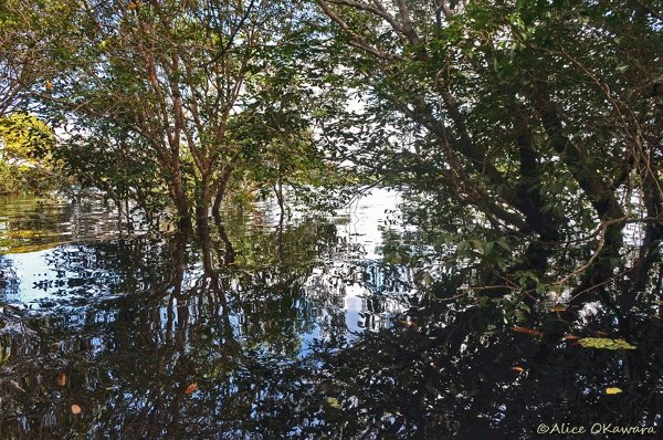 NOVO  ALERTA FONASC – DESASTRE AMBIENTAL NO PANTANAL